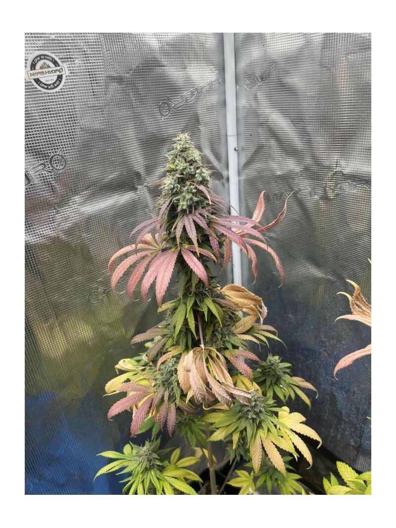 Permanent Marker, Фасовка: 1, изображение 3